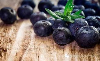 蓝莓被爆料视频真实,揭秘真实种植与采摘过程 第1张 蓝莓被爆料视频真实,揭秘真实种植与采摘过程 第1张